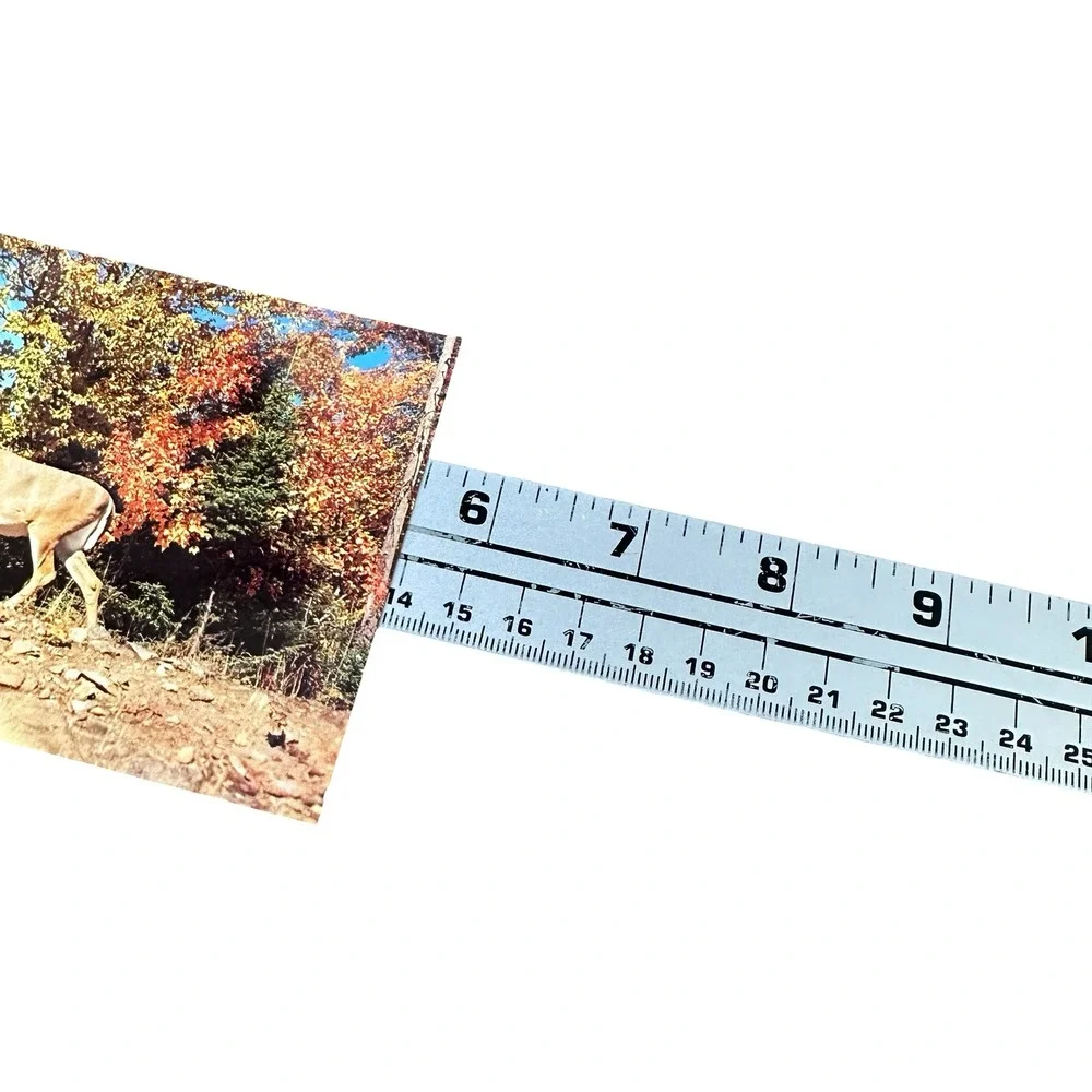 Plastichrome Monarch Natures Autumn Wonderland Deer Postcard Unused New 1960s
